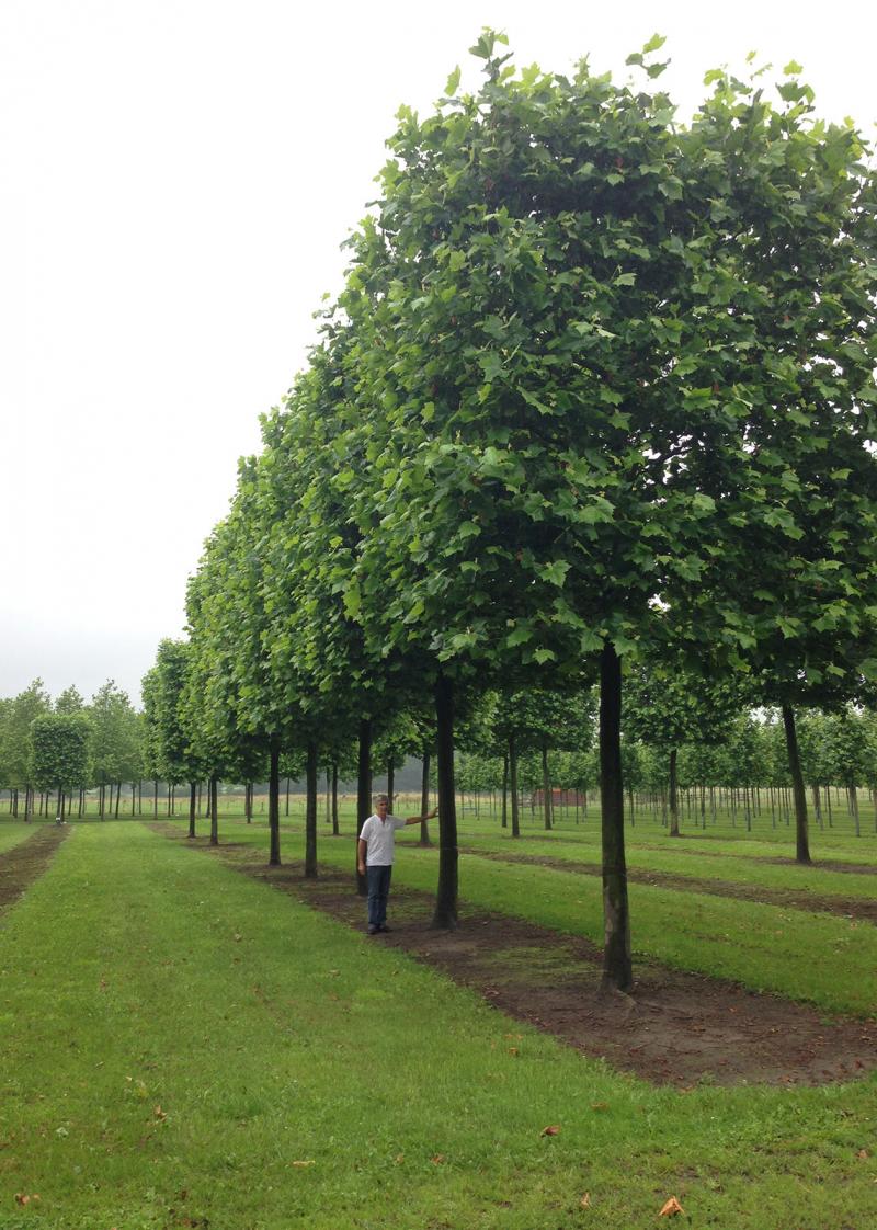 Marking of remarkable trees in nurseries (Platanus acerifolia)