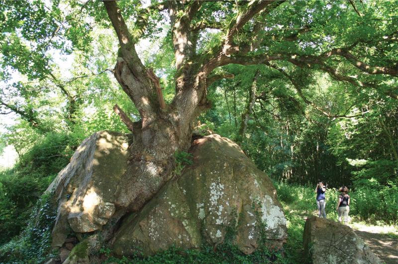 The beauty of nature sometimes surprises us (Quercus Robur) - Vallée de l'Argenton (79)