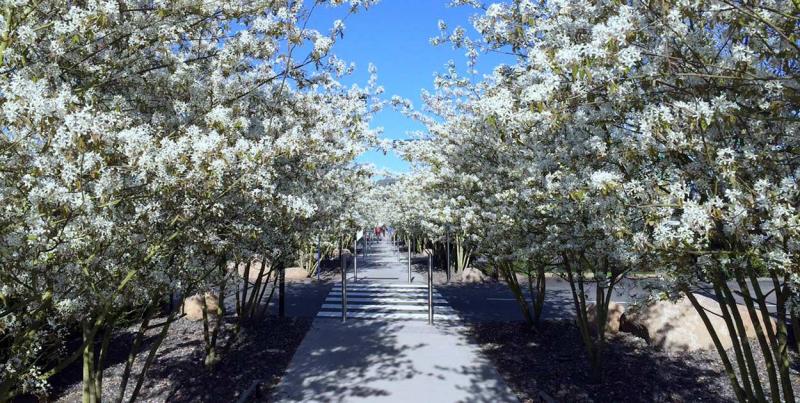 The spring flowering of Saskatoon berries along the driveways creates the event