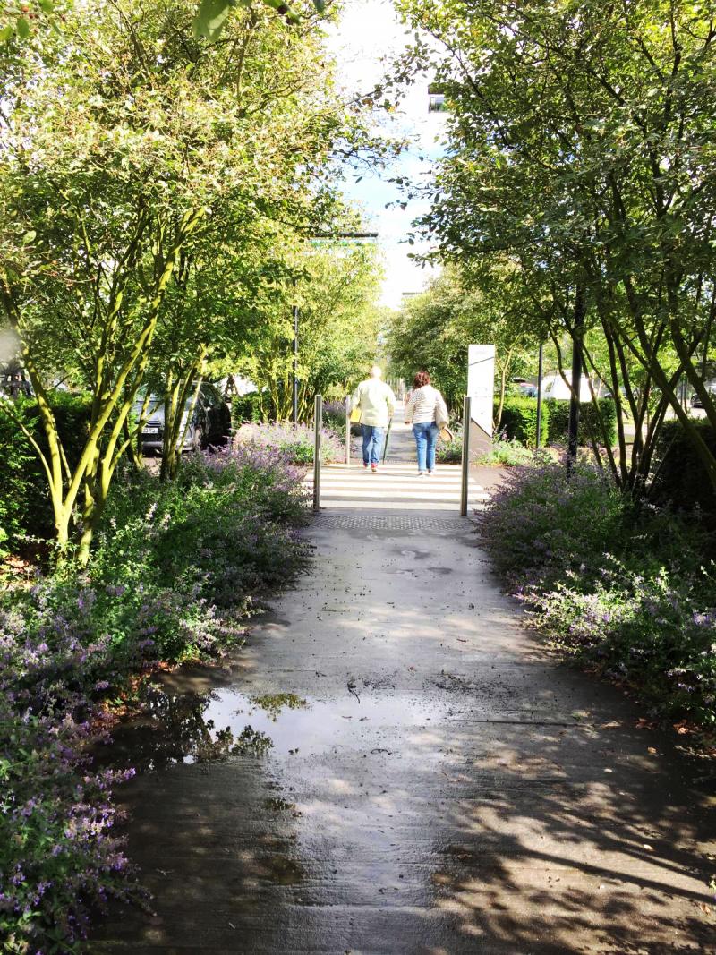 The fragrant massifs (nepeta) accompany and surprise the visitor