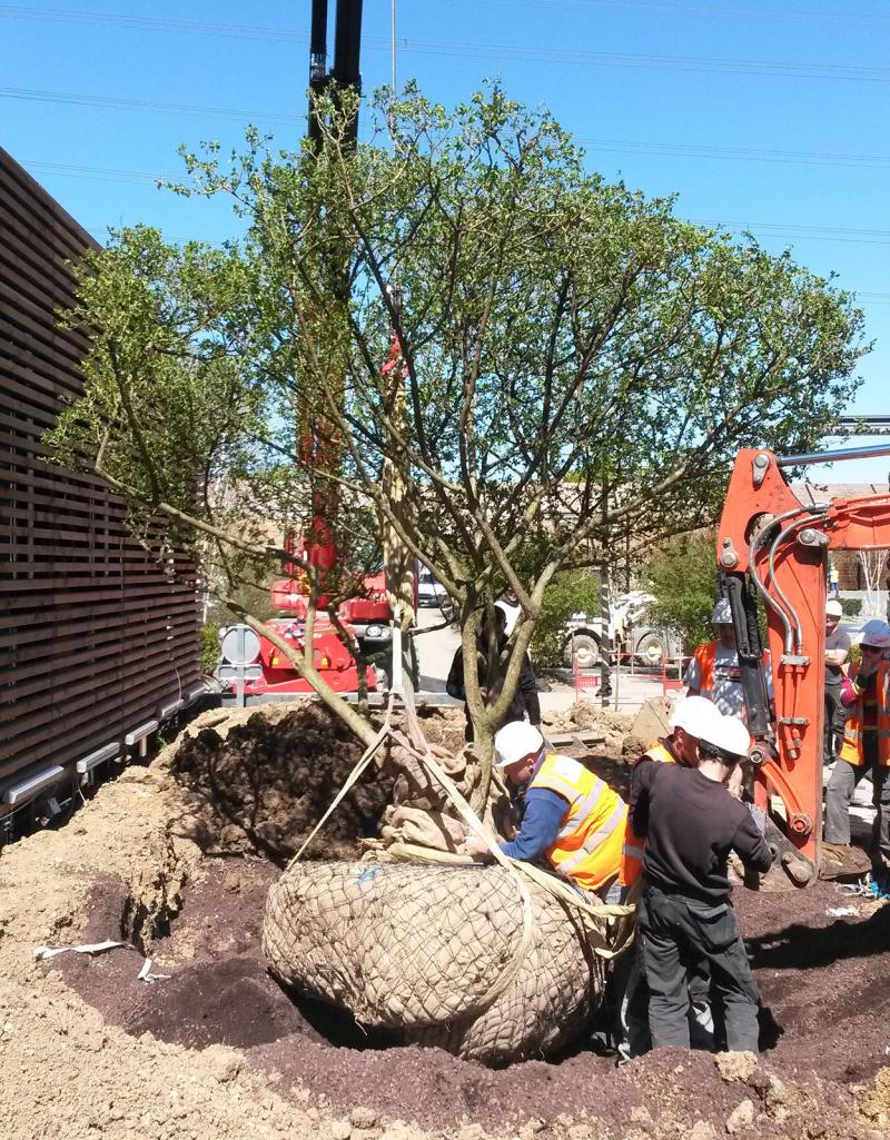 Placing a tree in its pit (Osmanthus x burkwoodii) - Site of "Ma Petite Madelaine" (37)