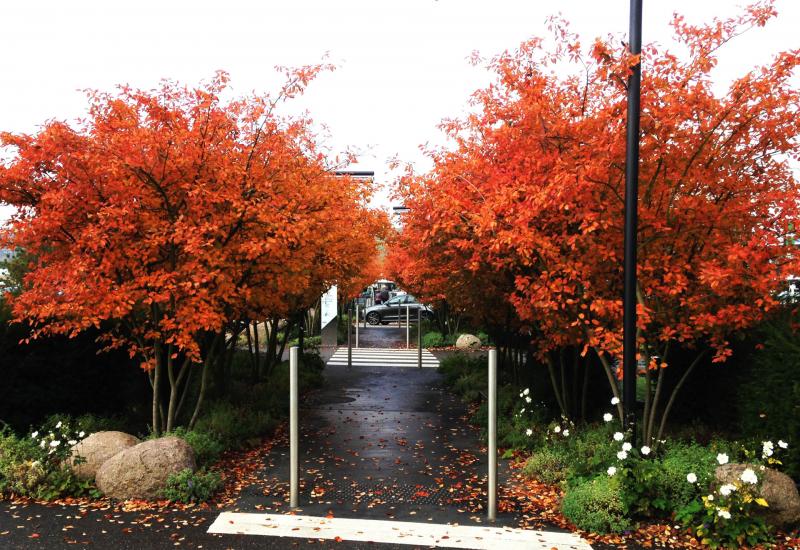 The lanes have taken on their autumnal hue