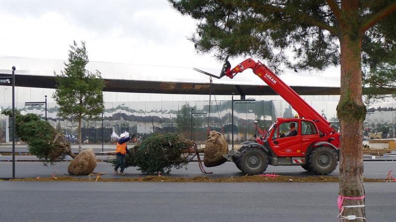 Careful handling to move the delivered trees (Pinus sylvestrus) -'Waves' site (57)