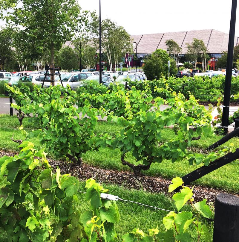 A nod to the Touraine wine-growing landscape