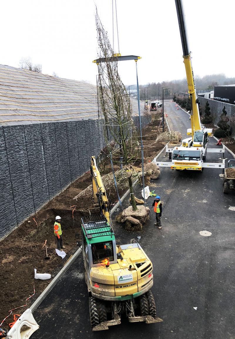 Planting of remarkable trees with a mobile crane (Platanus acerifolia) - The Village site (38)