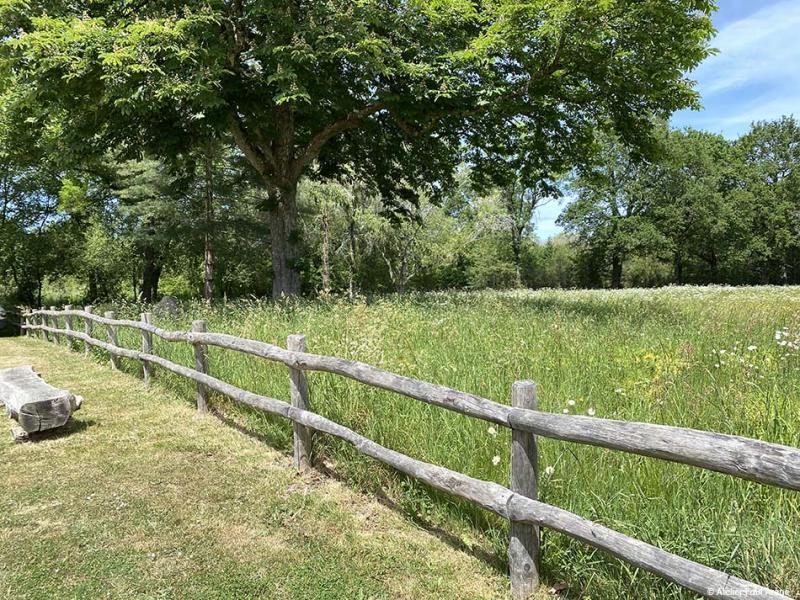 Area of undisturbed grassland