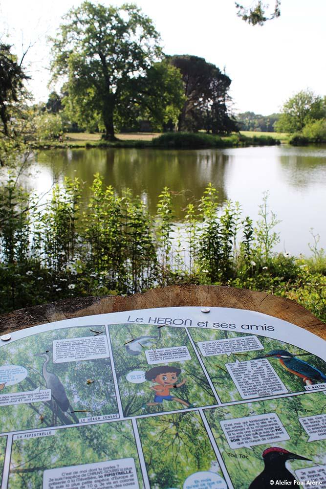 Stories to learn how to recognize birds in the park